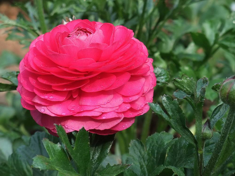 花毛茛 花毛茛