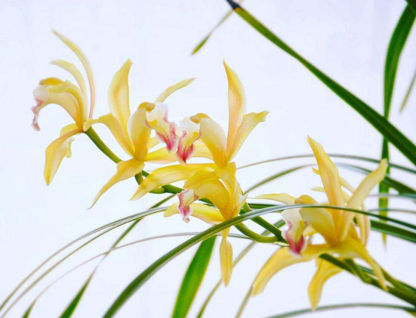 碧玉兰 碧玉兰