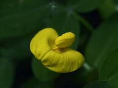 蔓花生