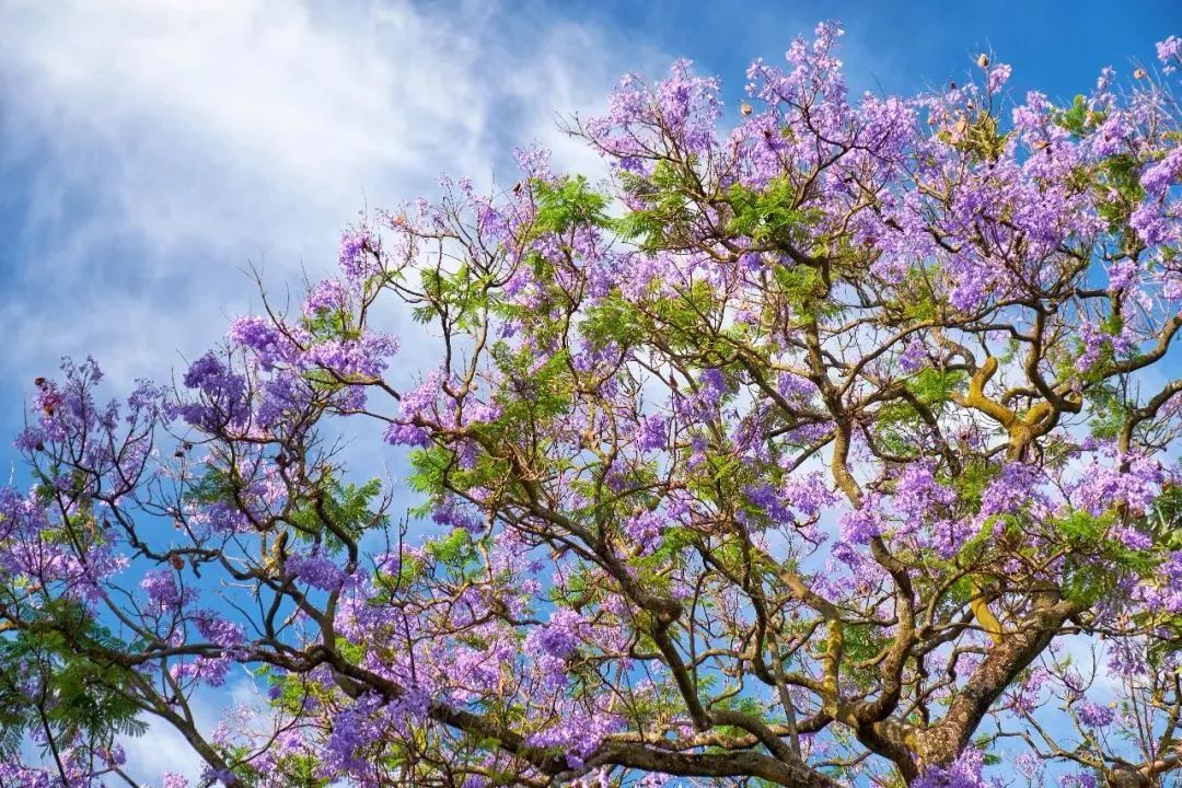 蓝花楹 蓝花楹