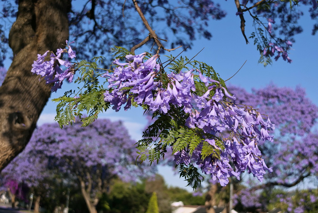 蓝花楹 蓝花楹