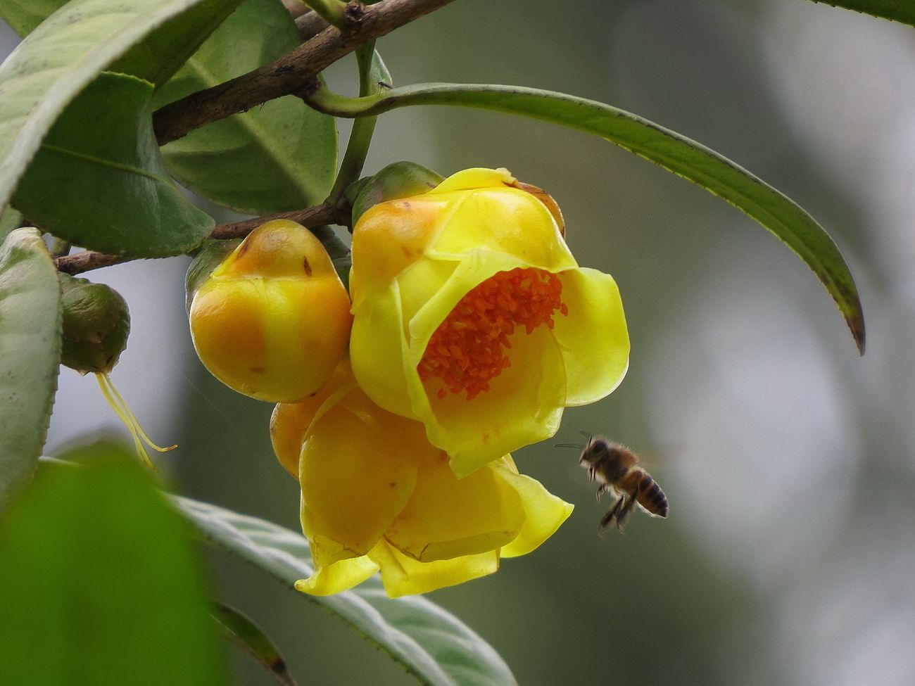 金花茶 金花茶