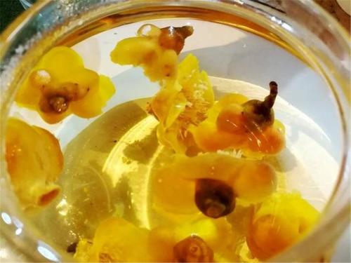 金花茶 金花茶