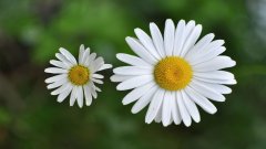 甘菊