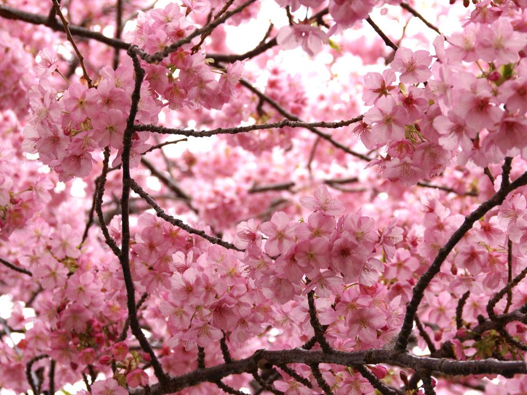 东京樱花