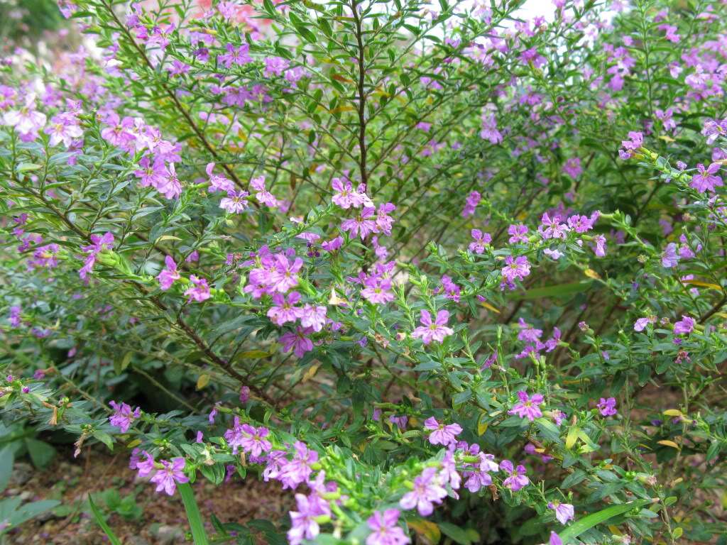萼距花 萼距花