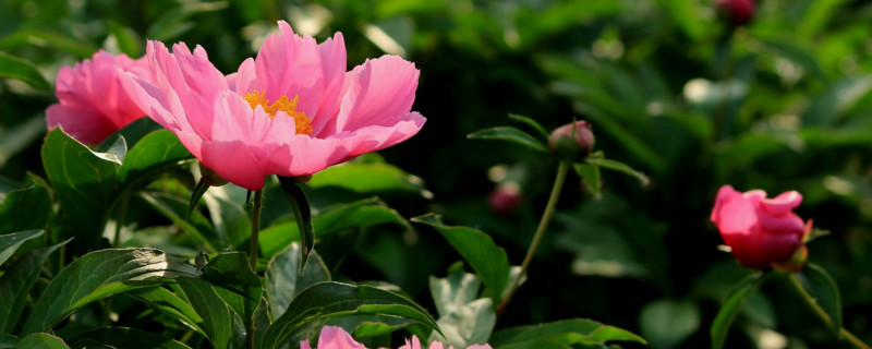 芍药 芍药