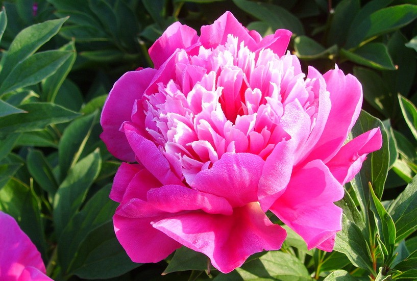 芍药 芍药
