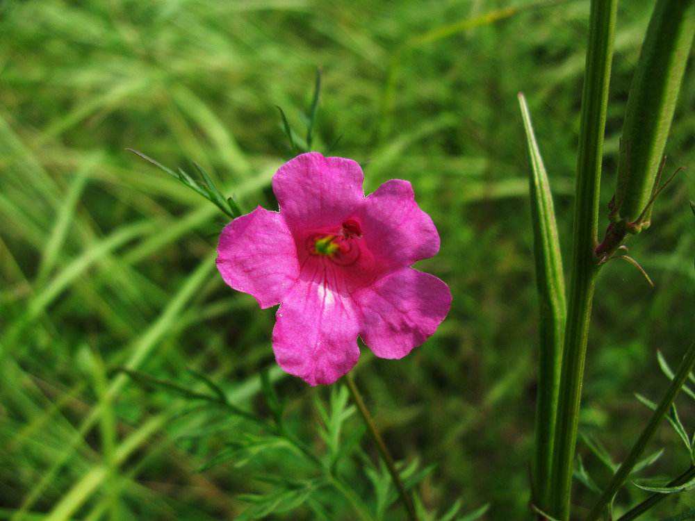 角蒿 角蒿