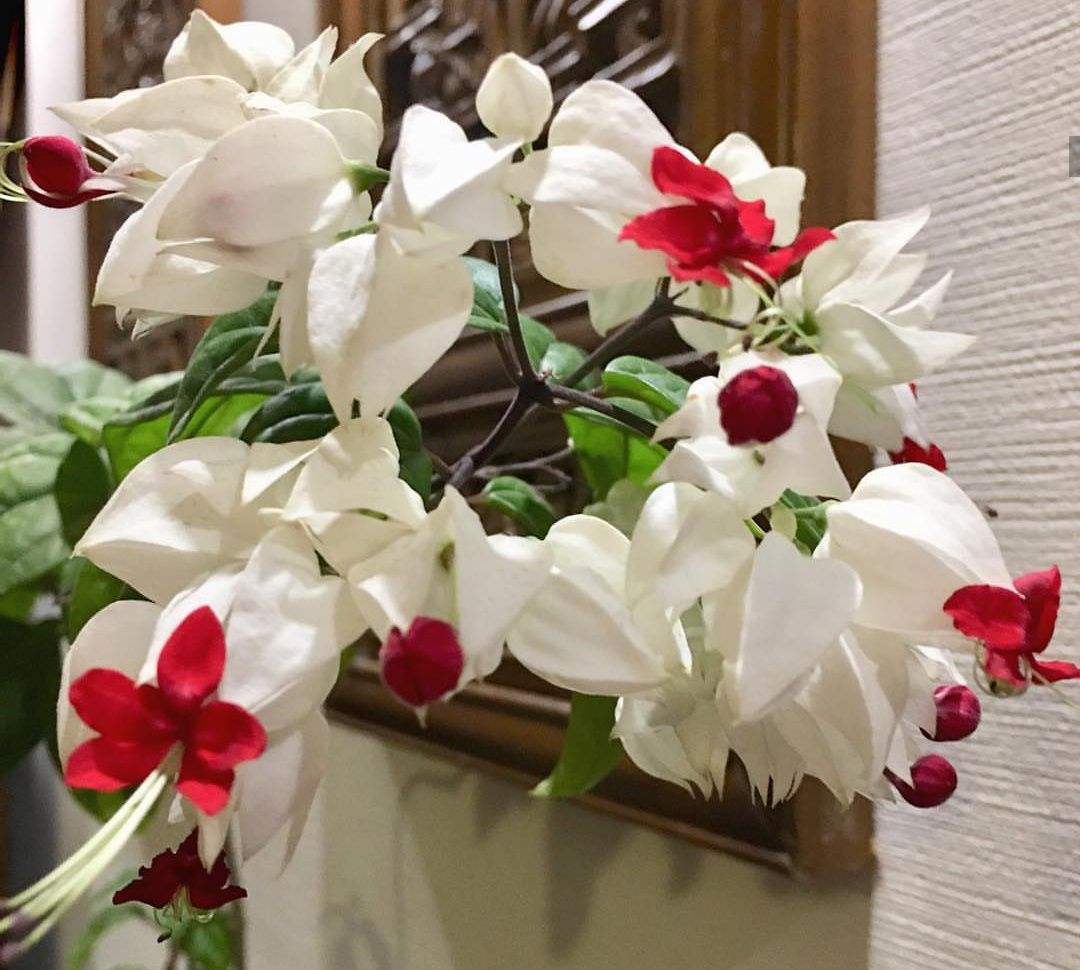 龙吐珠 龙吐珠
