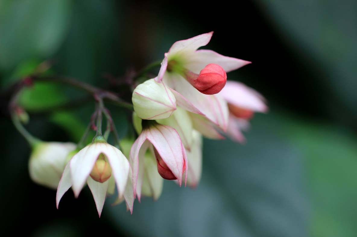 龙吐珠 龙吐珠