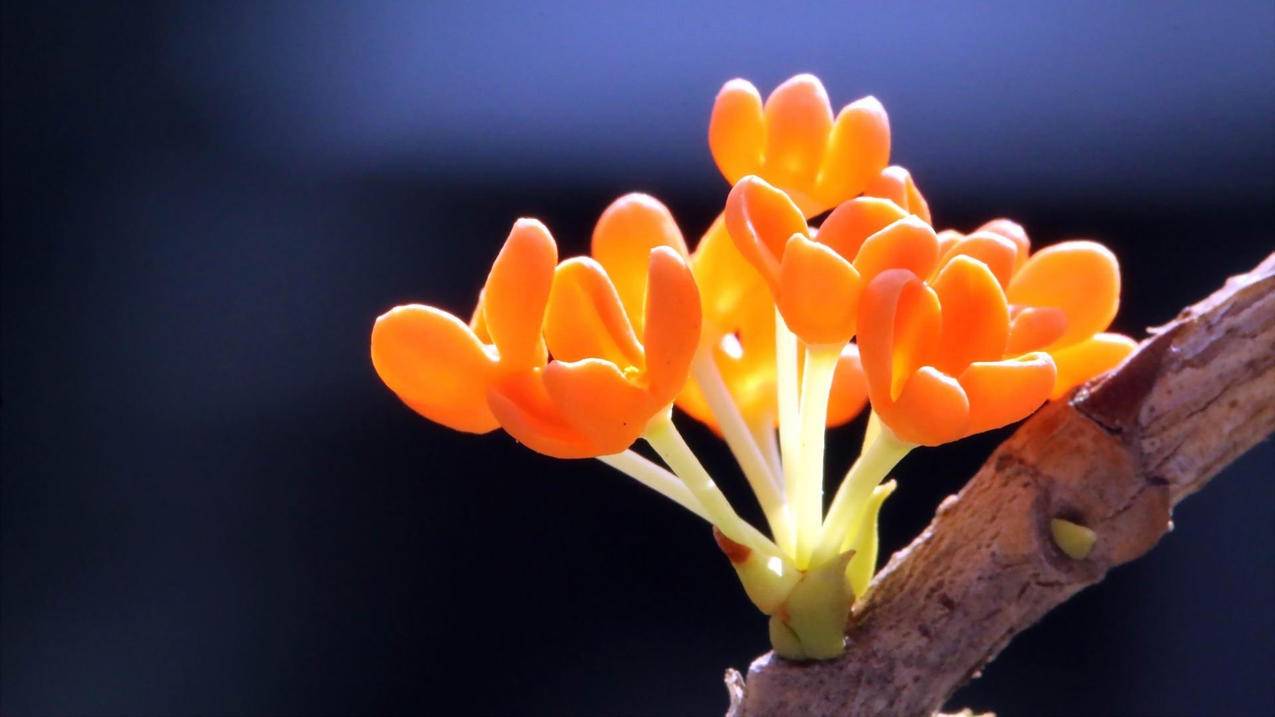 桂花 桂花