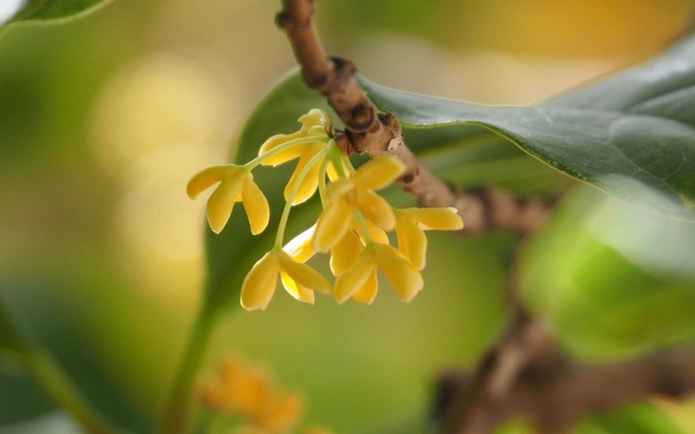 桂花 桂花