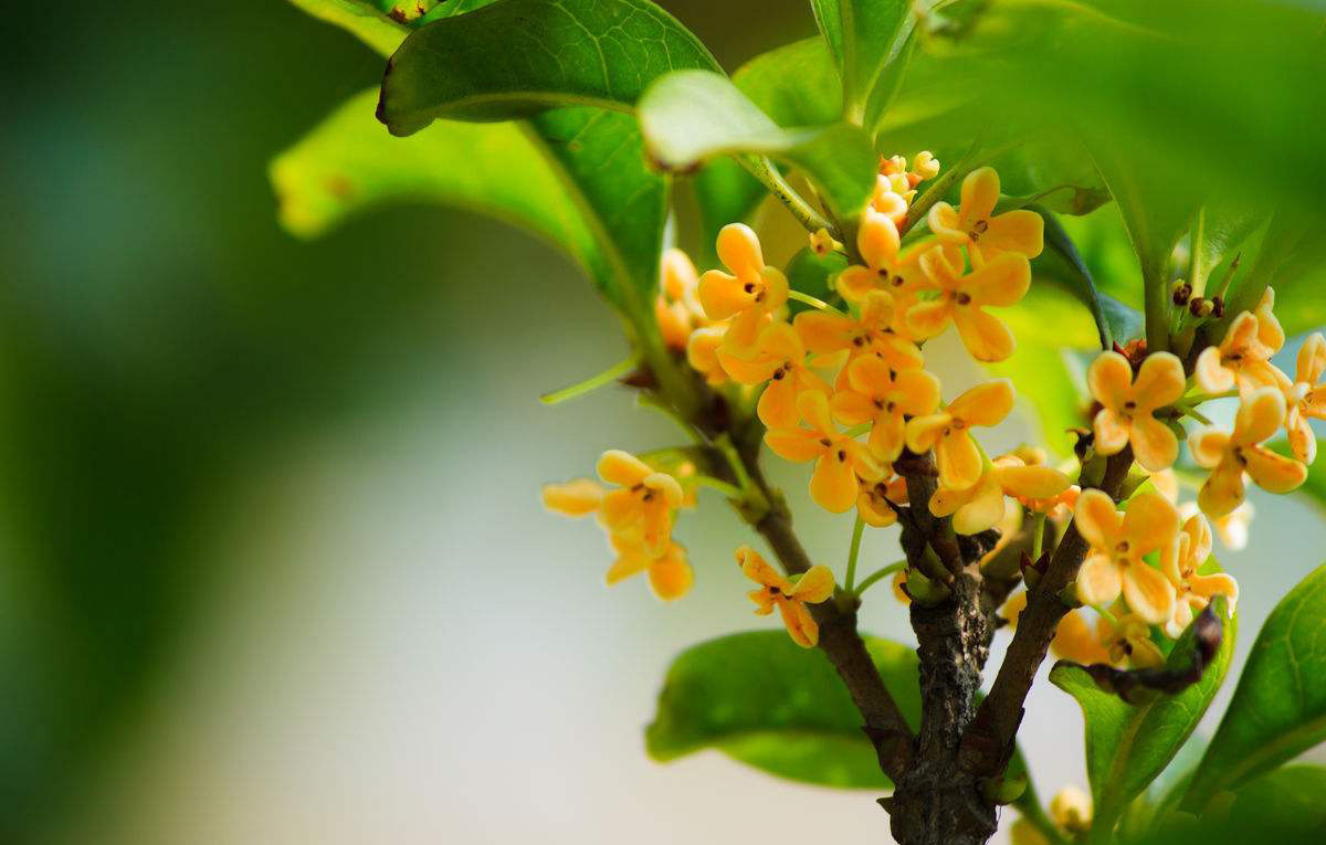桂花 桂花