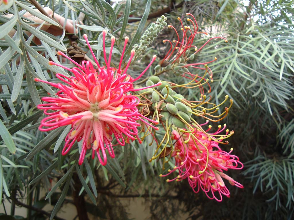 红花银桦 红花银桦