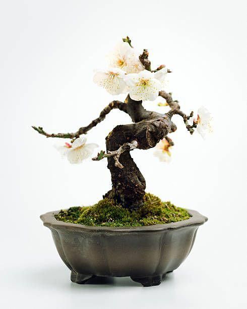 梅花 梅花