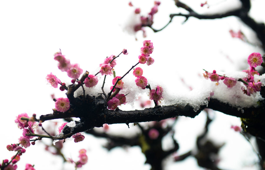 梅花 梅花