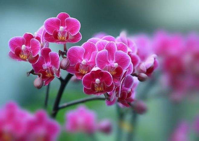 蝴蝶兰 蝴蝶兰