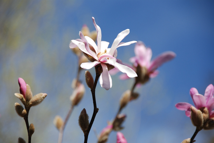 木兰花 木兰花