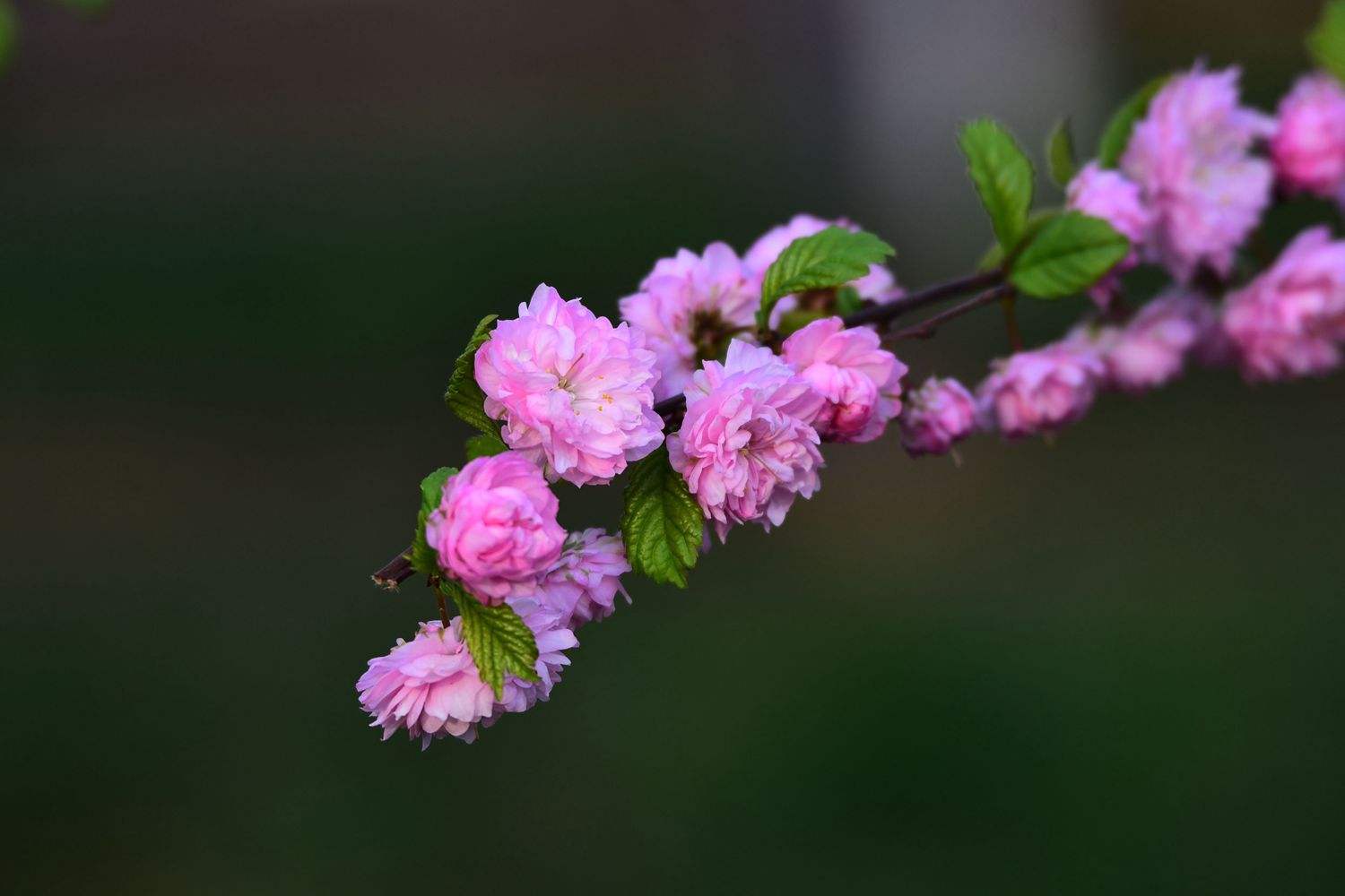 麦李 麦李