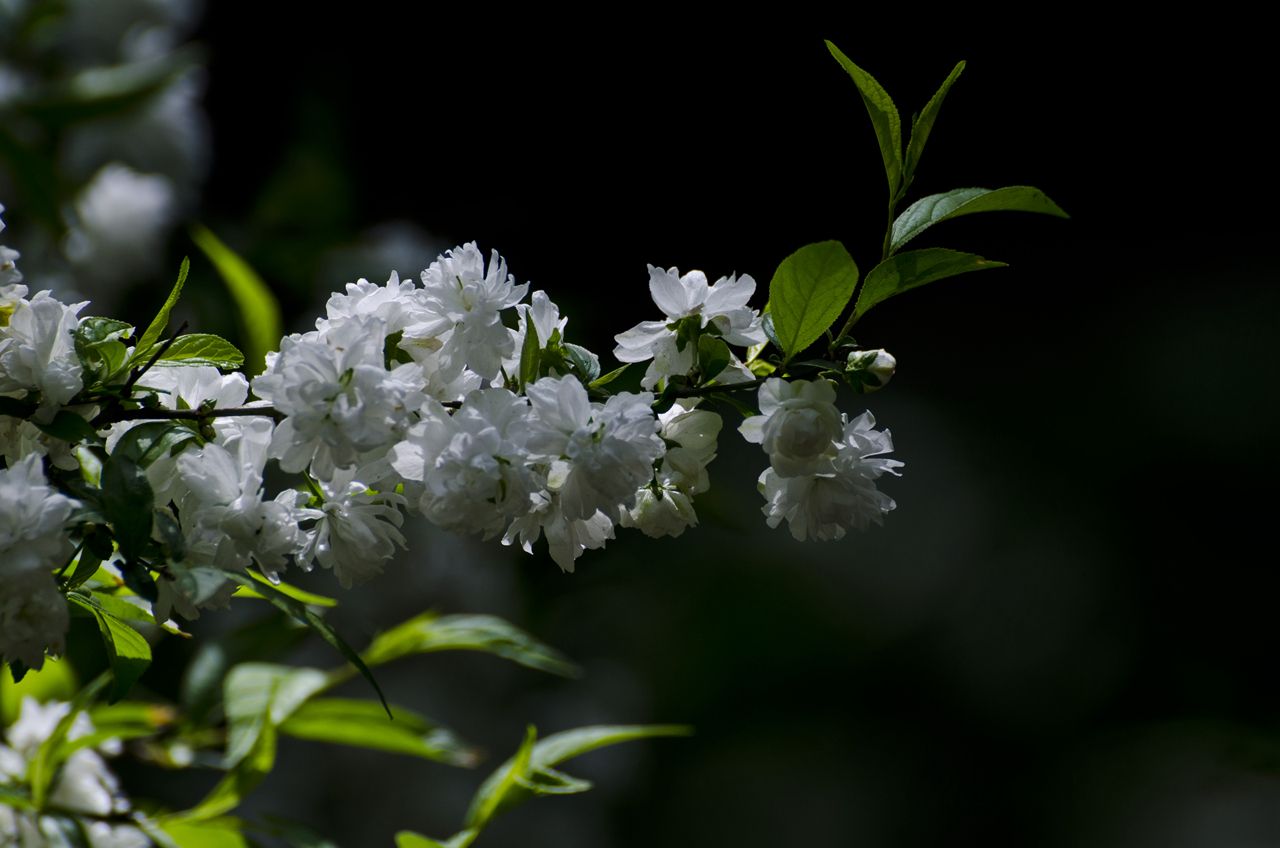 麦李 麦李