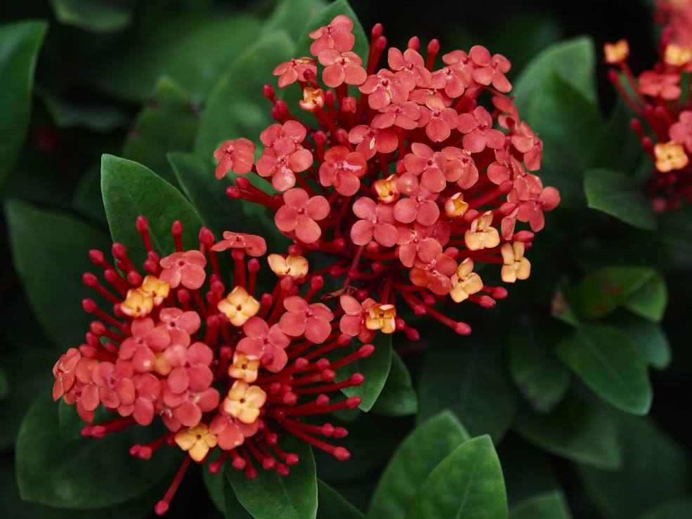 龙船花 龙船花