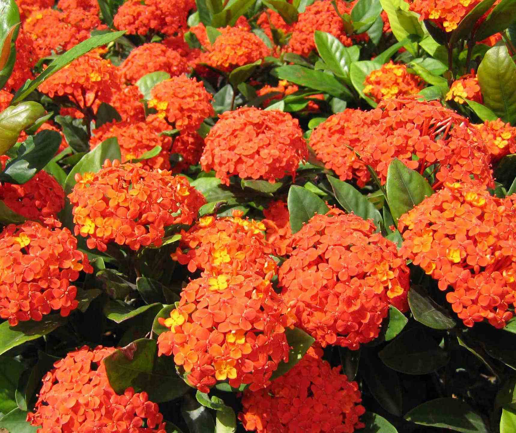 龙船花 龙船花