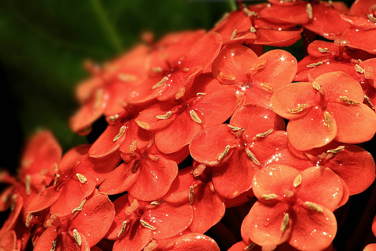 龙船花 龙船花