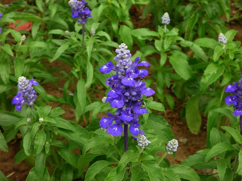 蓝花鼠尾草