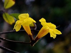 黄花风铃木