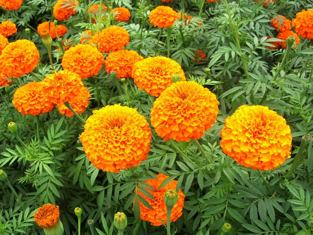 万寿菊 万寿菊