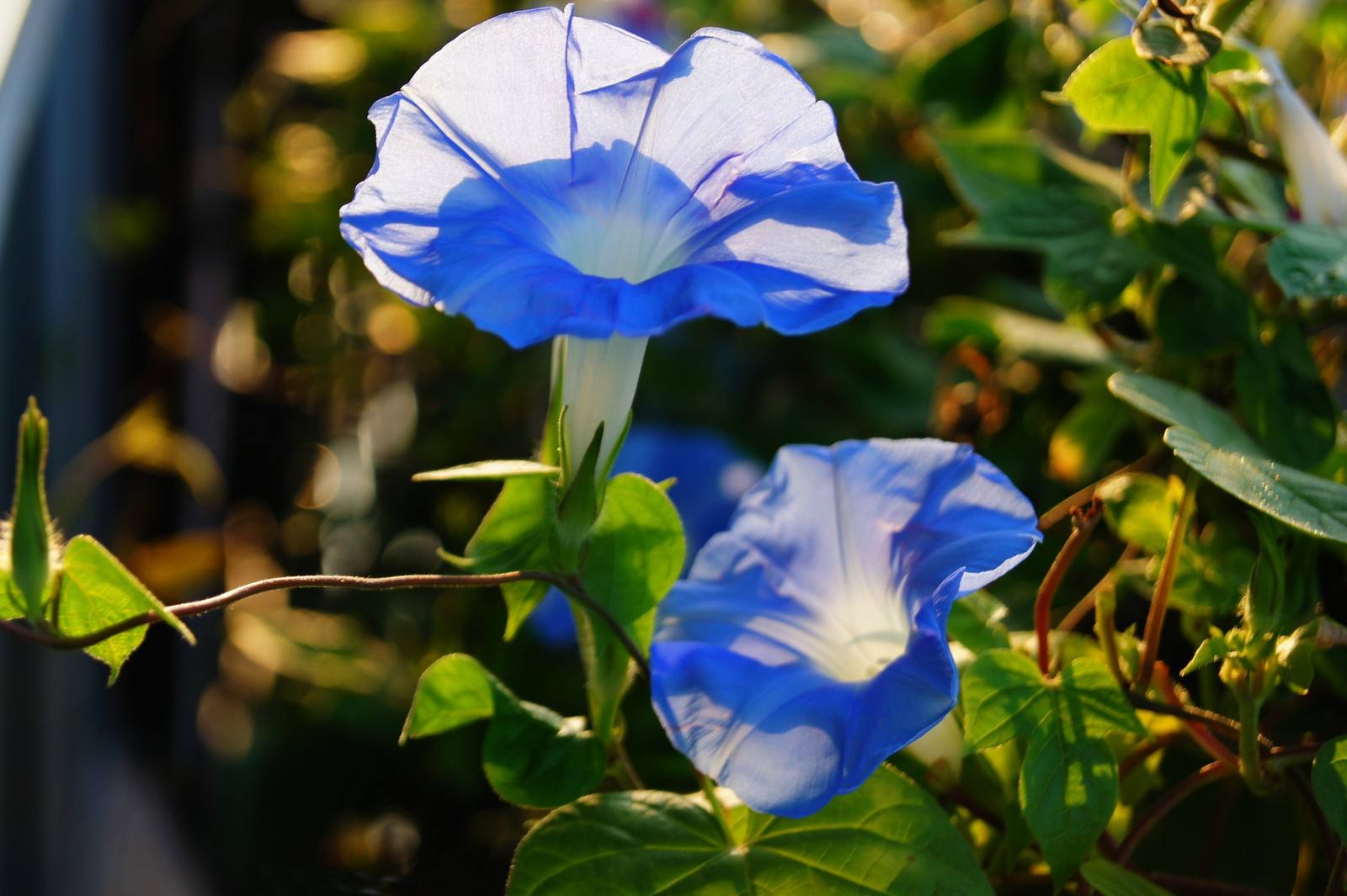 牵牛花 牵牛花