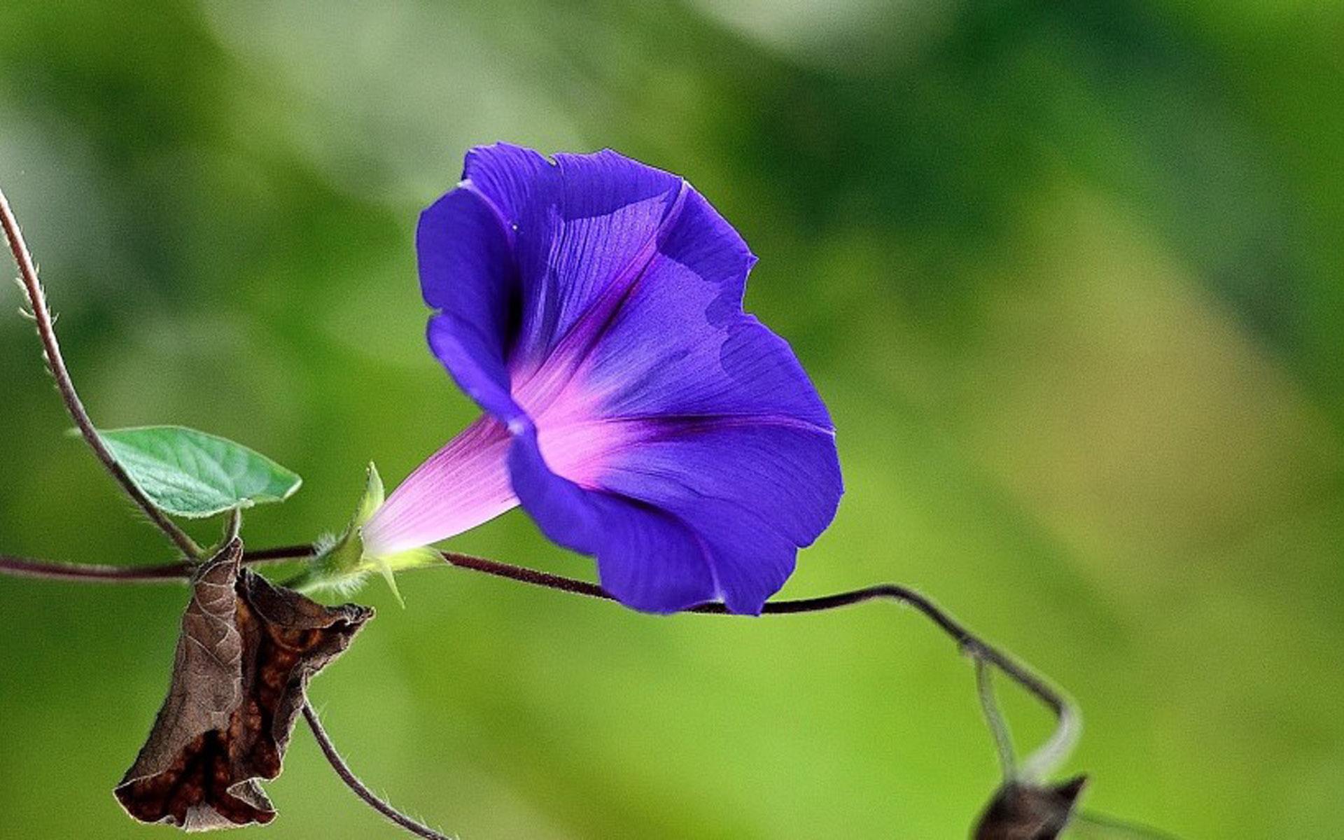 牵牛花 牵牛花