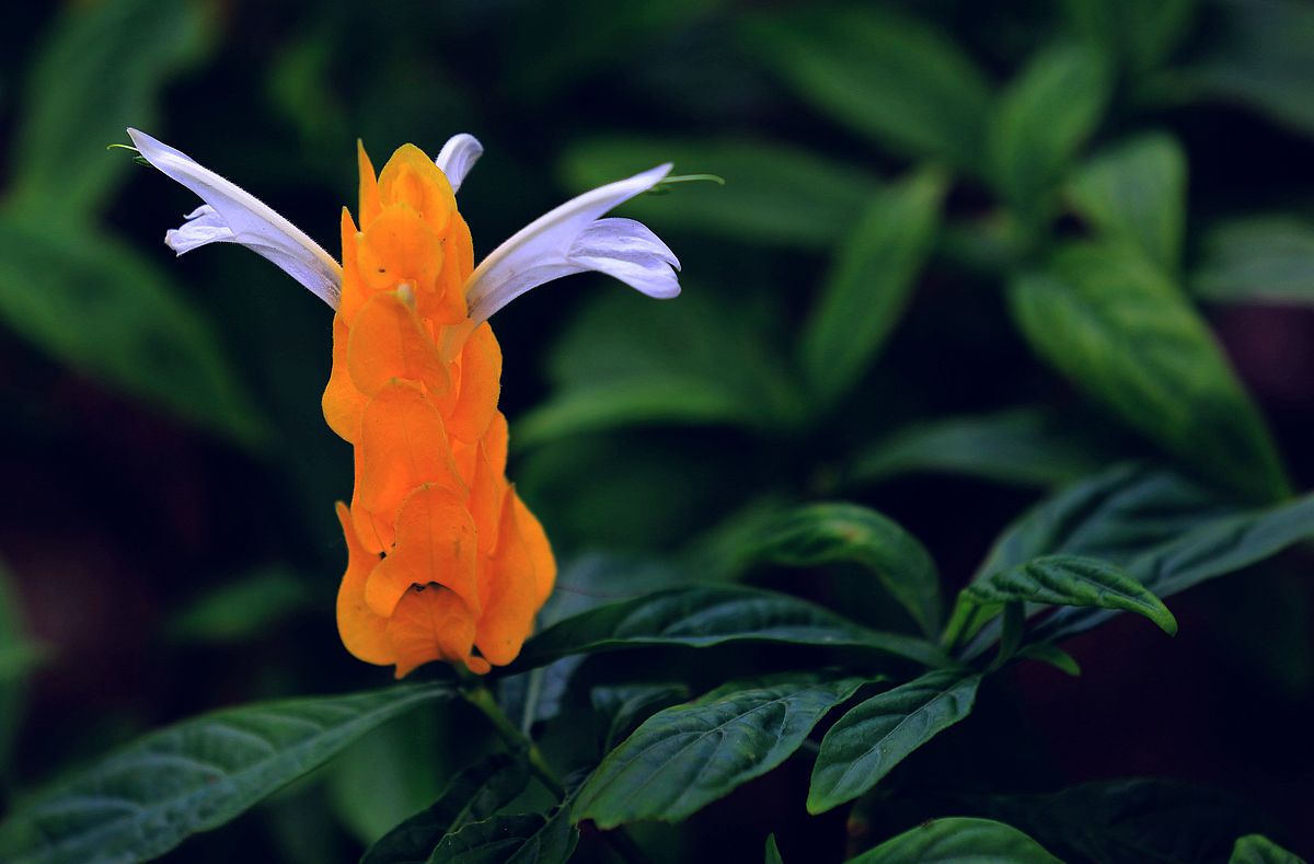 金苞花 金苞花