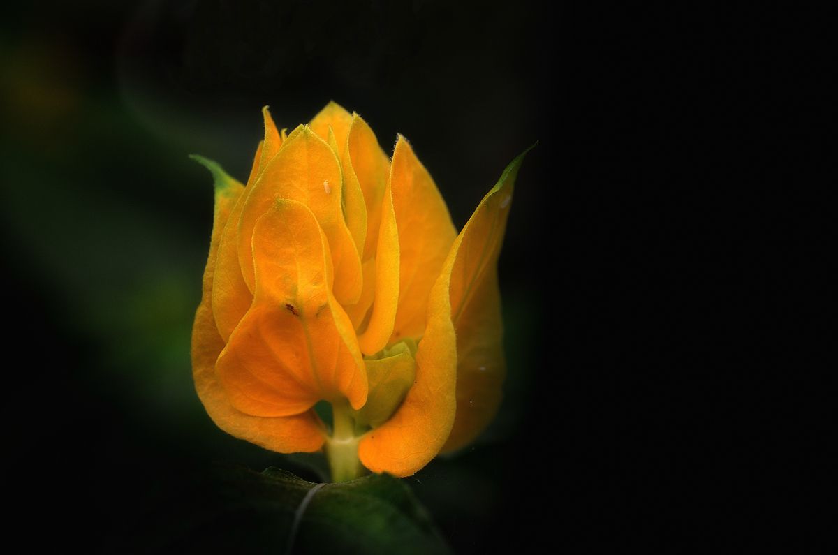 金苞花 金苞花