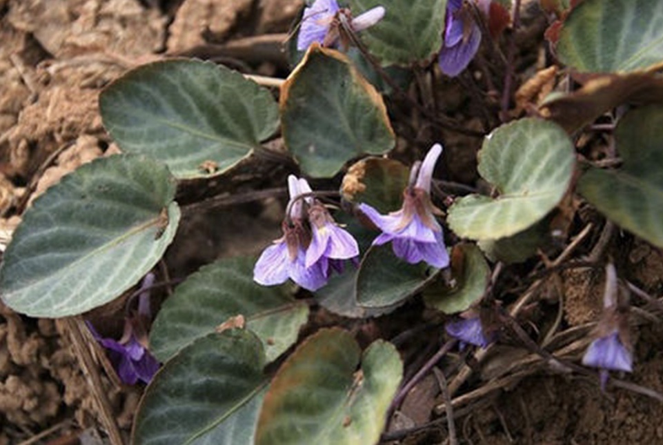 斑叶堇菜 斑叶堇菜