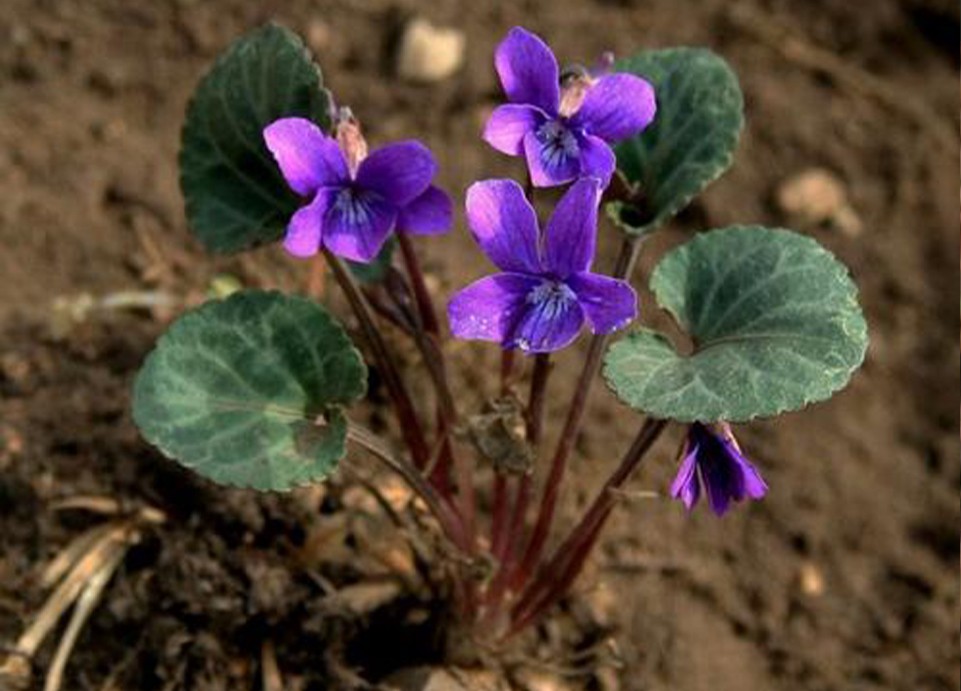 斑叶堇菜 斑叶堇菜
