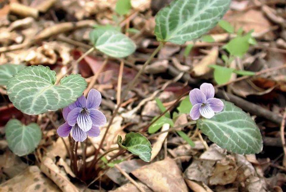 斑叶堇菜 斑叶堇菜