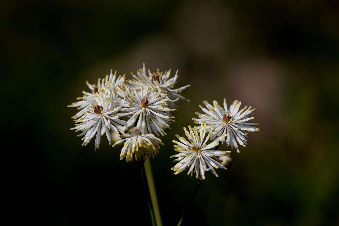 瓣蕊唐松草