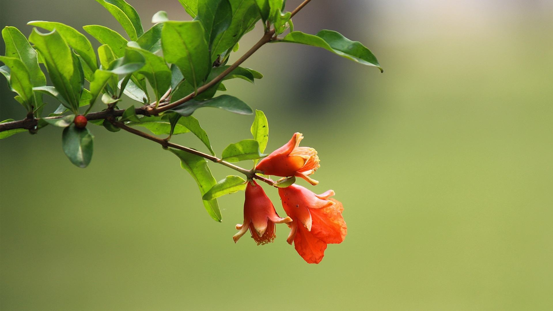 石榴花