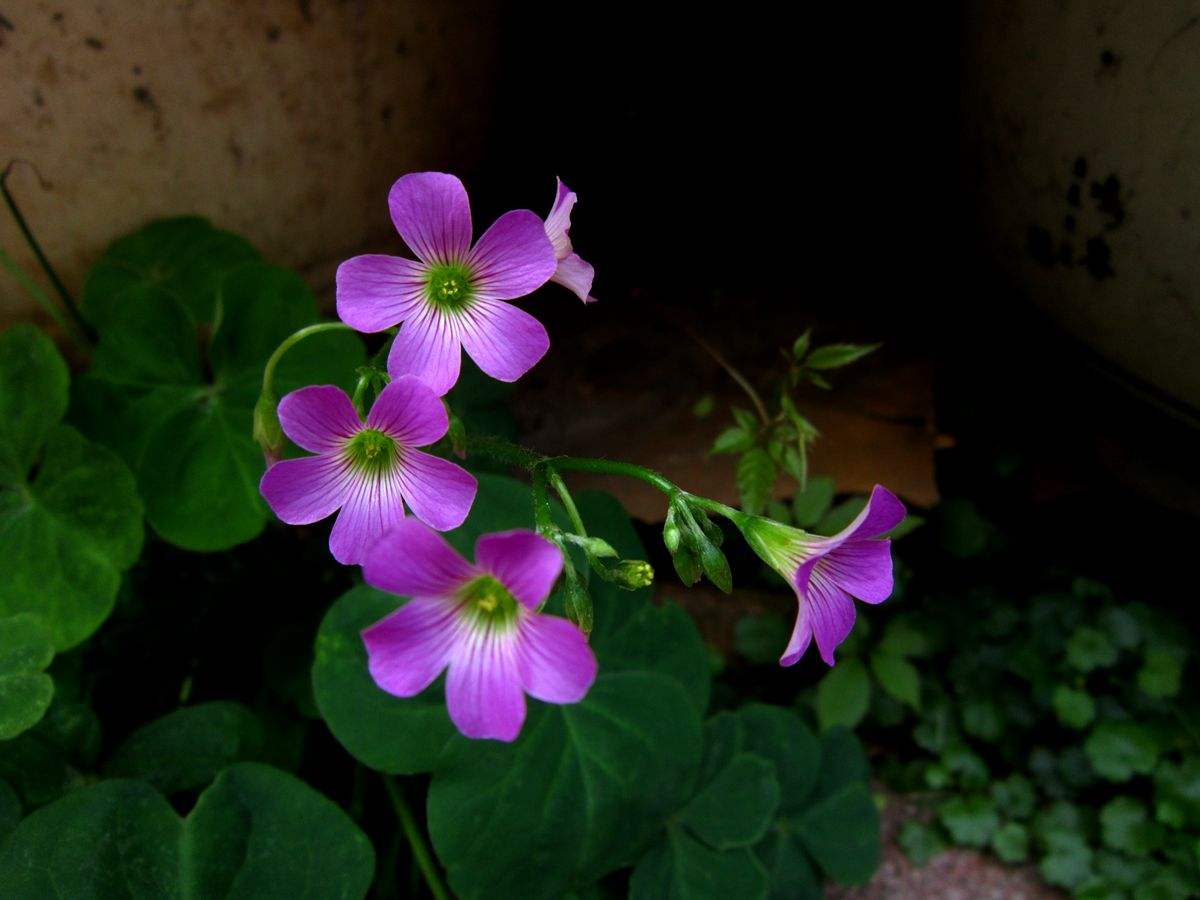 红花醡浆草 红花醡浆草