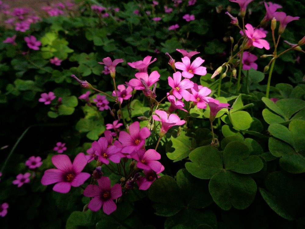 红花醡浆草 红花醡浆草
