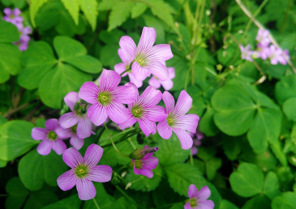 红花醡浆草 红花醡浆草