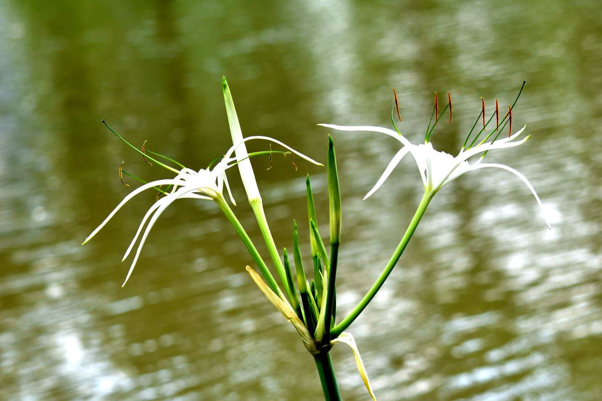 水鬼蕉 水鬼蕉