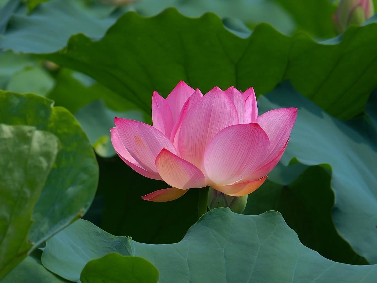 荷花