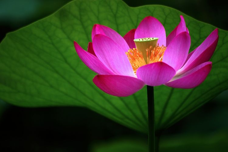 荷花