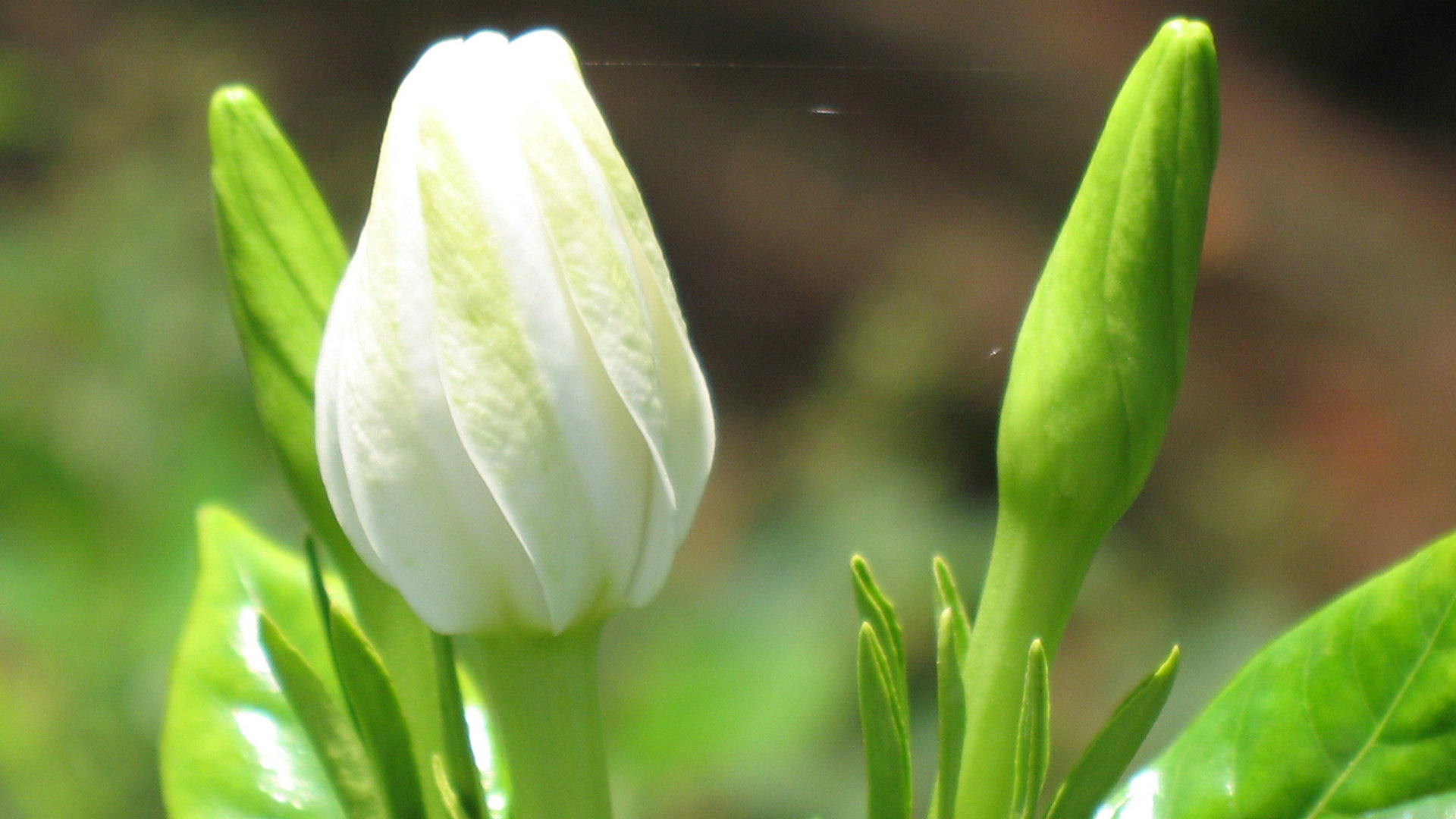 栀子花 栀子花