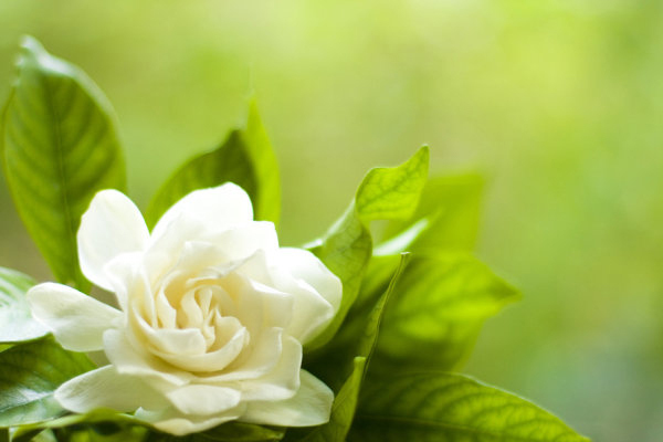 栀子花 栀子花