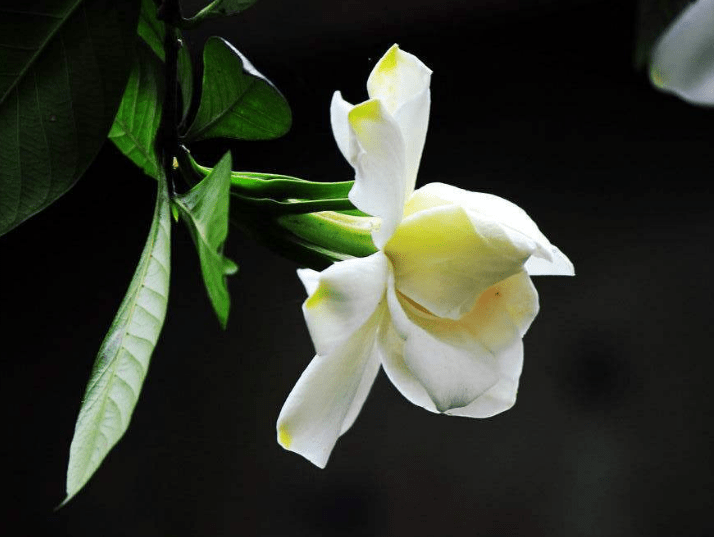 栀子花 栀子花