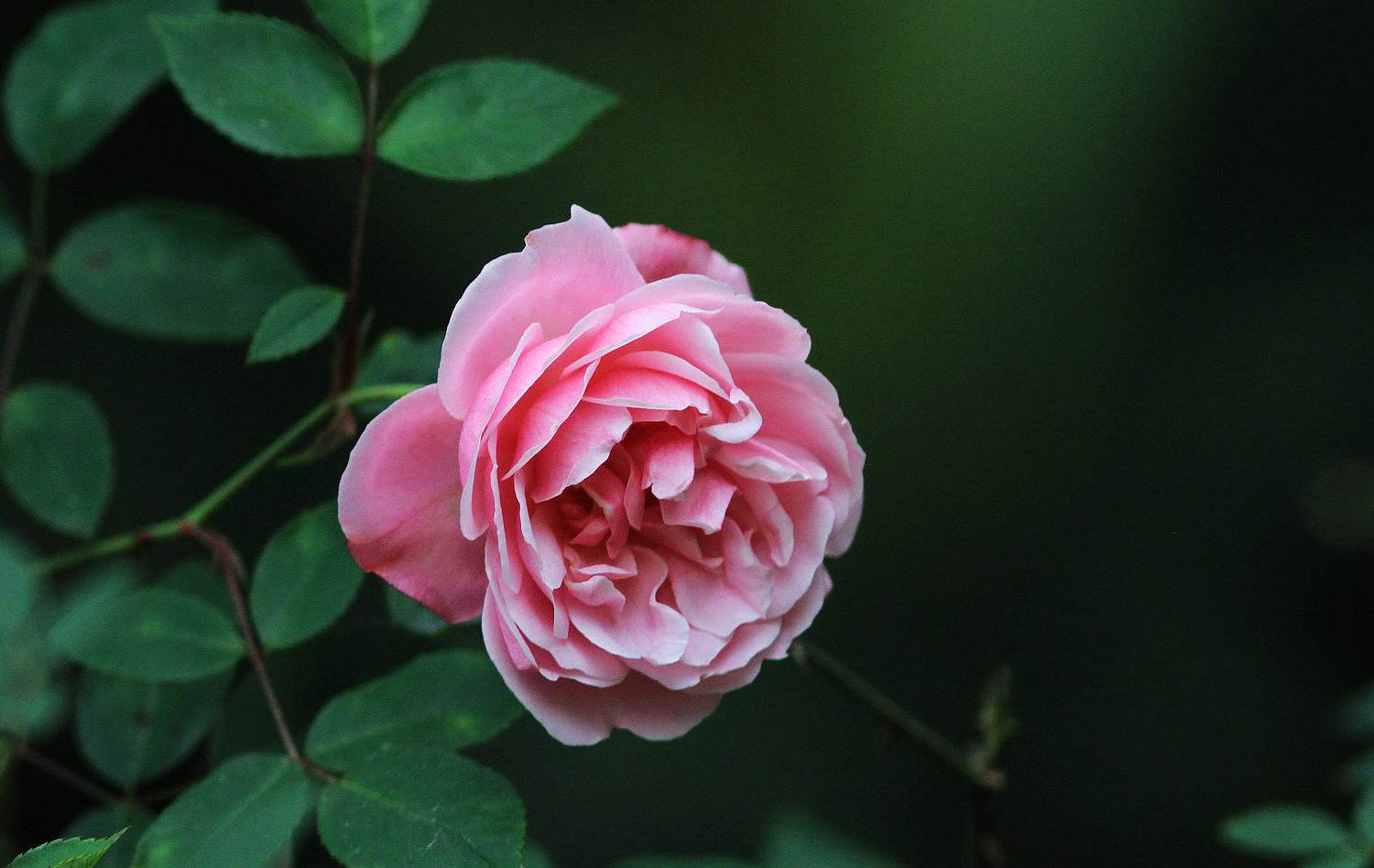 蔷薇花 蔷薇花